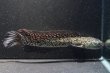 画像4: コウタイ ボルケーノ(15cm±)ブリード (4)