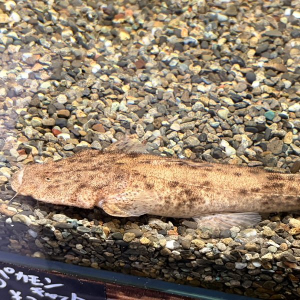 画像1: パカモンキャット(14cm±)ブリード (1)