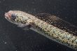 画像2: コウタイ ボルケーノ(15cm±)ブリード (2)