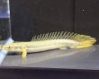 画像3: ポリプテルス ビキールビキール(10cm±)カミハタブリード (3)