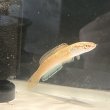 画像2: アイズファイヤースネークヘッド(8cm±)WILD (2)