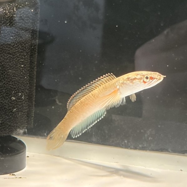 画像2: アイズファイヤースネークヘッド(8cm±)WILD (2)