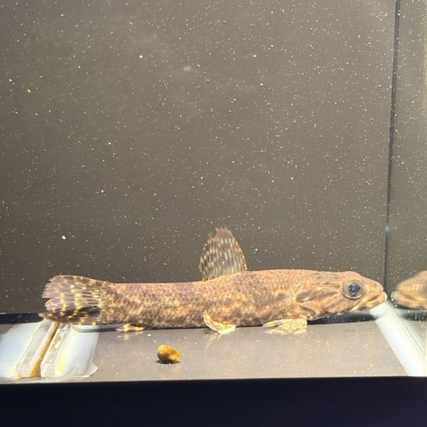 画像2: リアルタライロン アイマラ スリナム産(13cm±)WILD (2)
