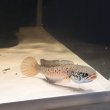 画像1: チャンナ パルダリス(14cm±)WILD (1)