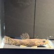 画像3: リアルタライロン アイマラ スリナム産(13cm±)WILD (3)