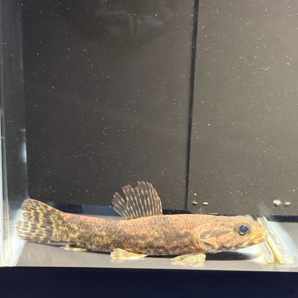 画像3: リアルタライロン アイマラ スリナム産(13cm±)WILD (3)