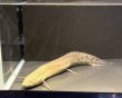 画像2: プロトプテルス アネクテンス(20cm±)WILD (2)