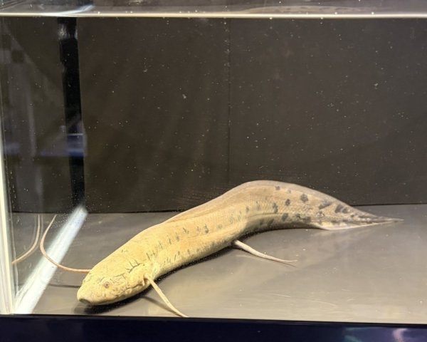 画像2: プロトプテルス アネクテンス(20cm±)WILD (2)