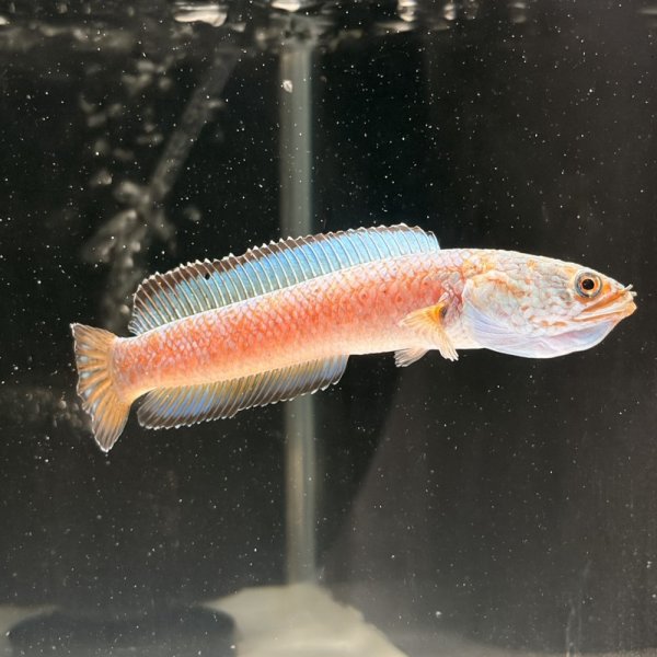 画像2: チャンナアリストネイ(9cm±)WILD ヒレに穴と少しヒレ切れアリ (2)