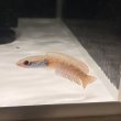 画像2: アイズファイヤースネークヘッド(8cm±)WILD (2)