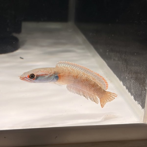 画像2: アイズファイヤースネークヘッド(8cm±)WILD (2)