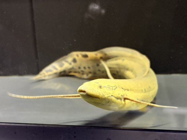 画像3: プロトプテルス アネクテンス(20cm±)WILD (3)