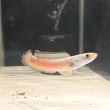 画像4: チャンナアリストネイ(9cm±)WILD ヒレに穴と少しヒレ切れアリ (4)