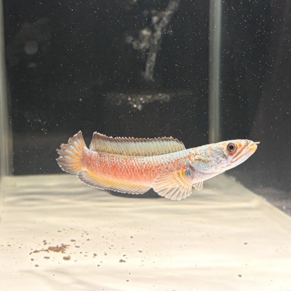 画像4: チャンナアリストネイ(9cm±)WILD ヒレに穴と少しヒレ切れアリ (4)