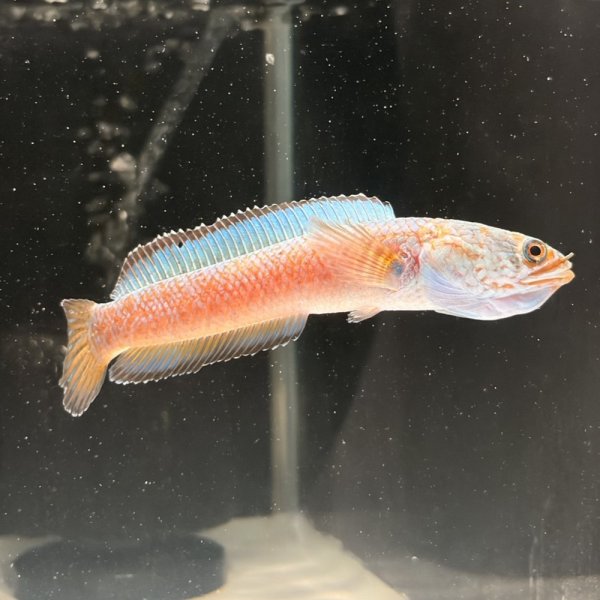 画像3: チャンナアリストネイ(9cm±)WILD ヒレに穴と少しヒレ切れアリ (3)