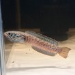 画像3: チャンナ パルダリス(14cm±)WILD (3)