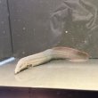 画像3: ファイヤースパイニーイール(30cm±) (3)