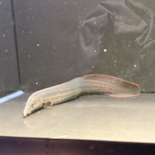 画像3: ファイヤースパイニーイール(30cm±) (3)