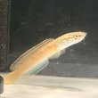 画像3: アイズファイヤースネークヘッド(8cm±)WILD (3)