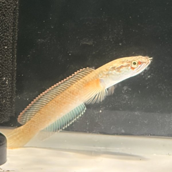画像3: アイズファイヤースネークヘッド(8cm±)WILD (3)
