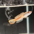 画像3: アイズファイヤースネークヘッド(8cm±)WILD (3)