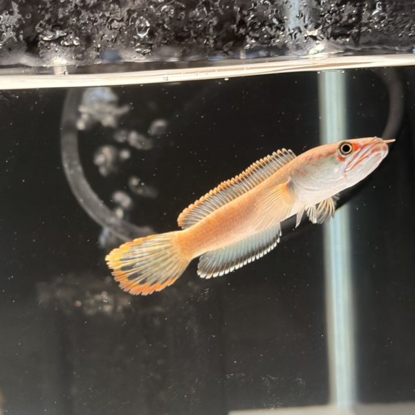 画像3: アイズファイヤースネークヘッド(8cm±)WILD (3)