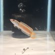 画像2: アイズファイヤースネークヘッド(8cm±)WILD (2)