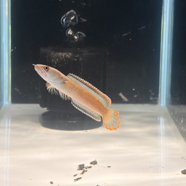画像2: アイズファイヤースネークヘッド(8cm±)WILD (2)