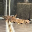 画像1: リアルタライロン アイマラ スリナム産(13cm±)WILD (1)