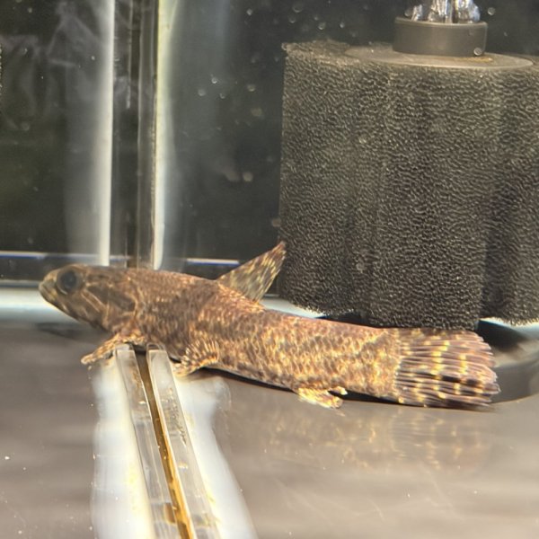 画像1: リアルタライロン アイマラ スリナム産(13cm±)WILD (1)