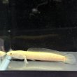 画像3: アルビノ カムルチー(9cm±) (3)