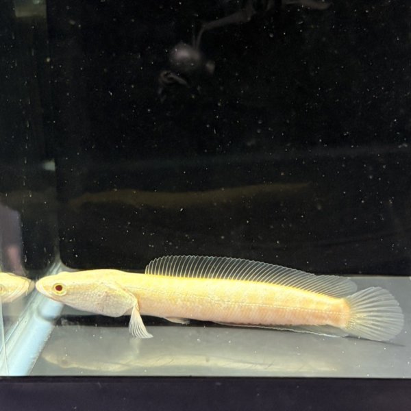 画像3: アルビノ カムルチー(9cm±) (3)