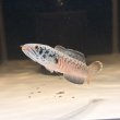 画像2: チャンナ パルダリス(14cm±)WILD (2)