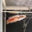 画像1: チャンナアリストネイ(9cm±)WILD ヒレに穴と少しヒレ切れアリ (1)