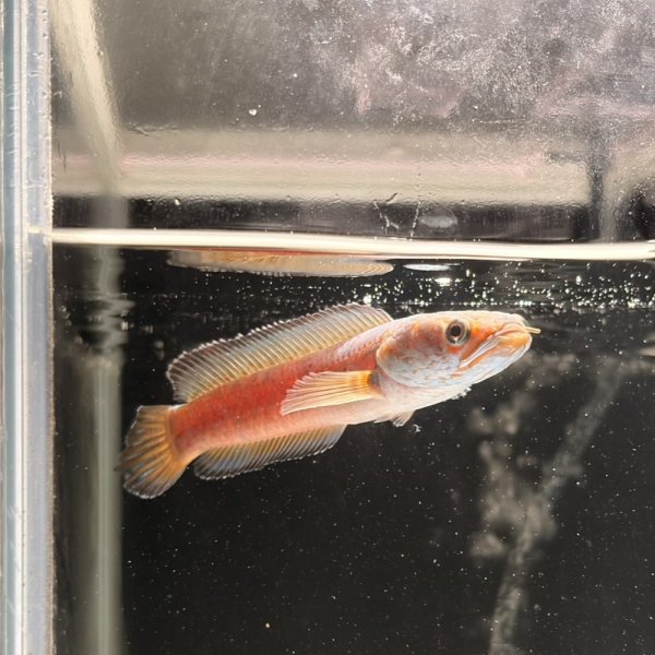 画像1: チャンナアリストネイ(9cm±)WILD ヒレに穴と少しヒレ切れアリ (1)