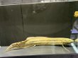 画像2: プロトプテルス アネクテンス(20cm±)WILD (2)