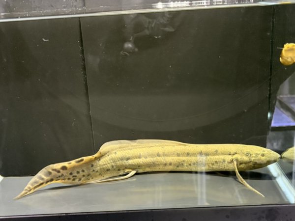 画像2: プロトプテルス アネクテンス(20cm±)WILD (2)
