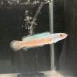 画像6: チャンナアリストネイ(9cm±)WILD ヒレに穴と少しヒレ切れアリ (6)