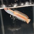画像1: アイズファイヤースネークヘッド(8cm±)WILD (1)