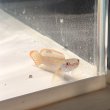 画像1: アイズファイヤースネークヘッド(8cm±)WILD (1)