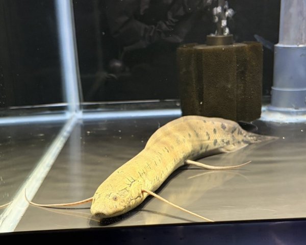 画像1: プロトプテルス アネクテンス(20cm±)WILD (1)