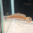 画像1: アイズファイヤースネークヘッド(8cm±)WILD (1)