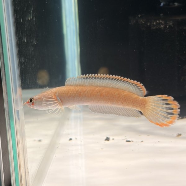 画像1: アイズファイヤースネークヘッド(8cm±)WILD (1)