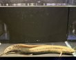 画像3: プロトプテルス アネクテンス(20cm±)WILD (3)