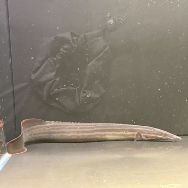 画像6: ファイヤースパイニーイール(30cm±) (6)