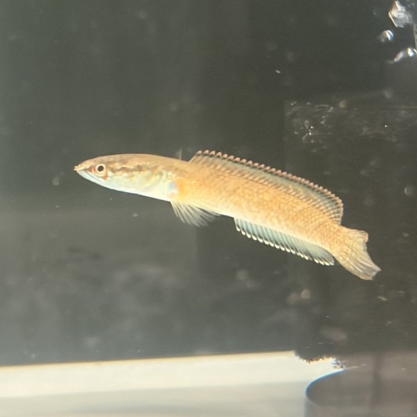 画像1: アイズファイヤースネークヘッド(8cm±)WILD (1)