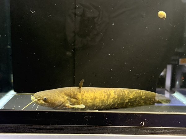 画像1: マナマズ(20cm±)WILD (1)