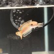 画像2: アイズファイヤースネークヘッド(8cm±)WILD (2)