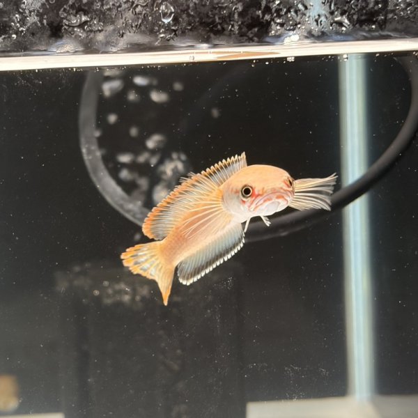 画像2: アイズファイヤースネークヘッド(8cm±)WILD (2)