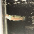 画像5: チャンナアリストネイ(9cm±)WILD ヒレに穴と少しヒレ切れアリ (5)
